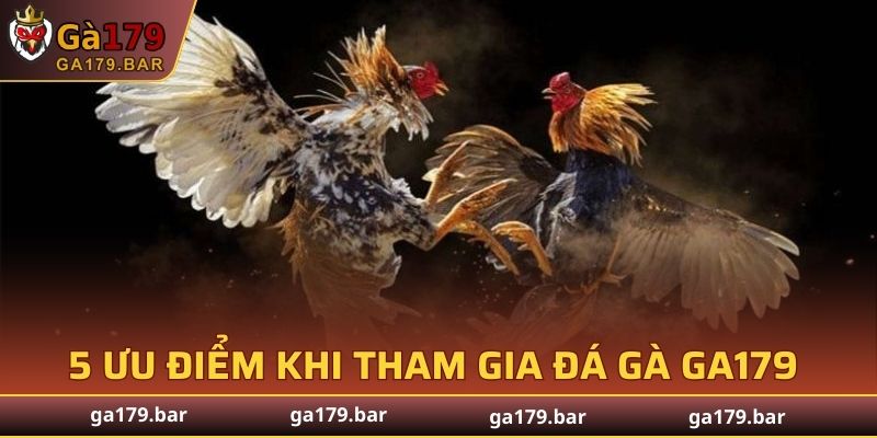 5 ưu điểm khi tham gia đá gà GA179