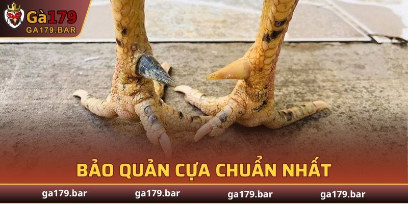 Bảo quản cựa chuẩn nhất