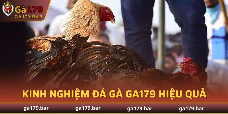 Bật mí kinh nghiệm đá gà GA179 hiệu quả từ cao thủ