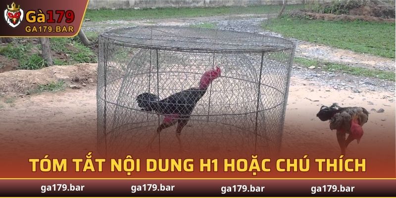 Bí kíp huấn luyện gà chọi chiến thành công