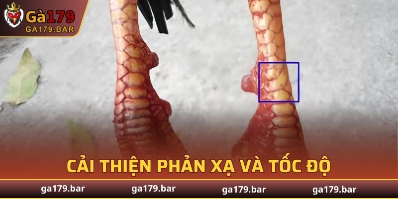 Bí quyết giúp người chơi luyện được chiến kê có cựa tốt