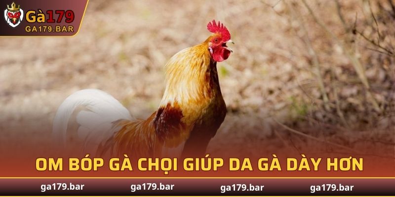 Bí quyết om bóp gà chọi giúp da gà dày hơn