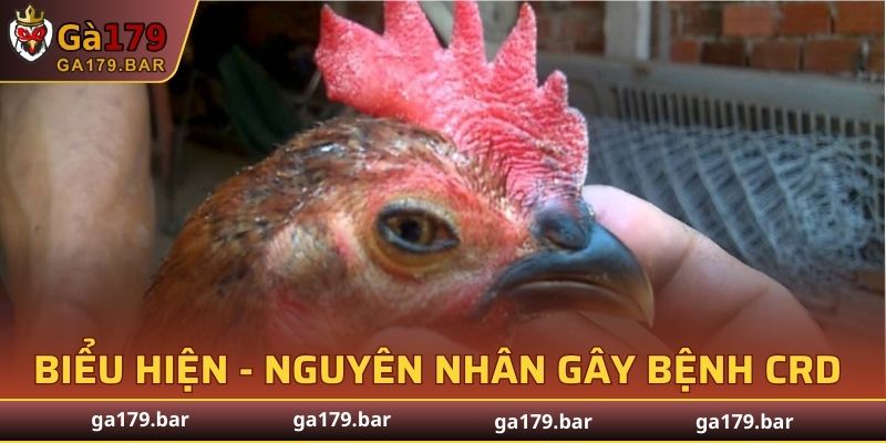 Biểu hiện và nguyên nhân gây bệnh CRD ở gà