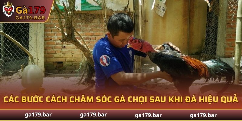 Các bước cách chăm sóc gà chọi sau khi đá hiệu quả nhất
