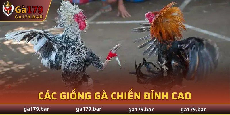 Các giống gà chiến đỉnh cao