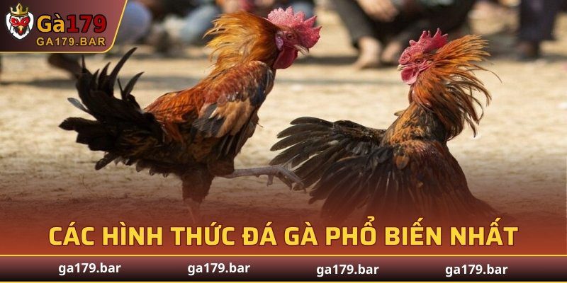 Các hình thức đá gà phổ biến nhất