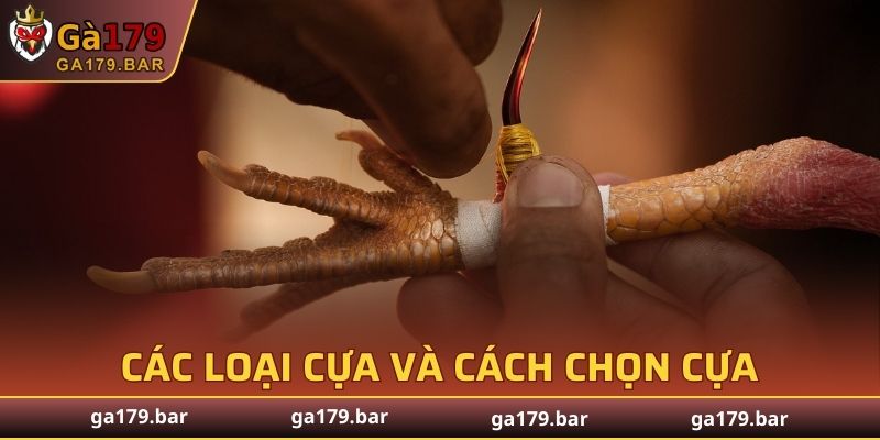 Các loại cựa và cách chọn cựa cho gà chọi