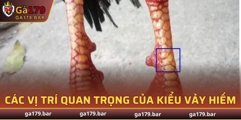 Các vị trí quan trọng của kiểu vảy hiếm