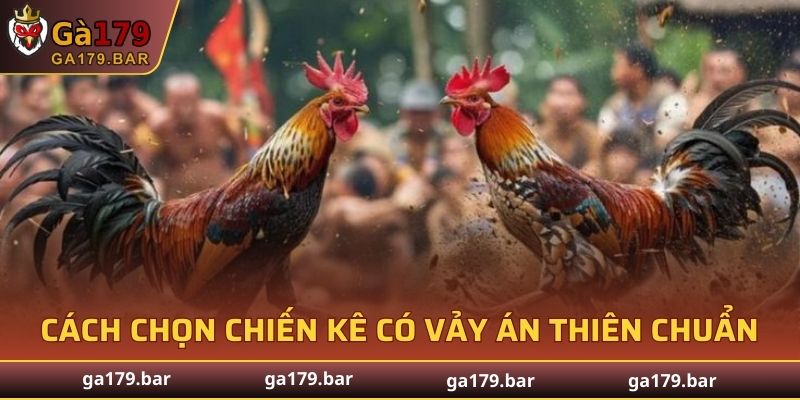 Cách chọn chiến kê có Vảy Án Thiên mang lại hiệu quả