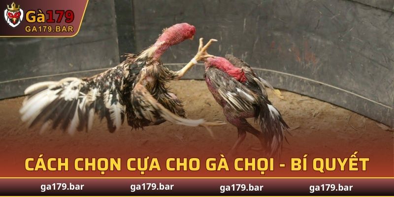 Cách chọn cựa cho gà chọi - Bí quyết thường gặp