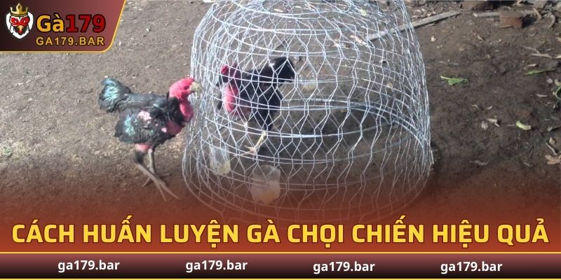 Cách huấn luyện gà chọi chiến hiệu quả