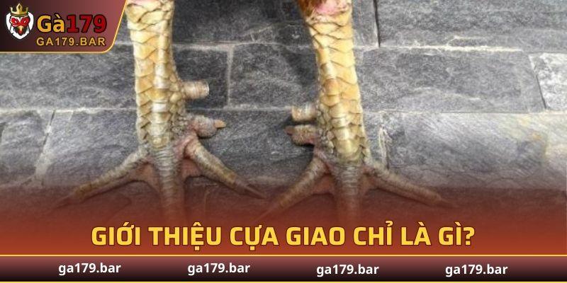 Cái tên có xuất xứ từ vùng đất miền Trung Việt Nam