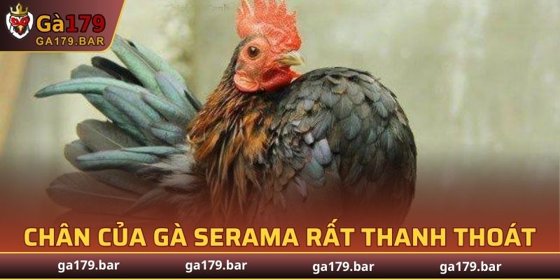 Chân của gà Serama rất thanh thoát