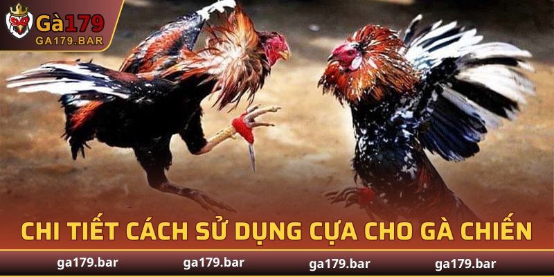 Chi tiết cách sử dụng cựa cho gà chiến