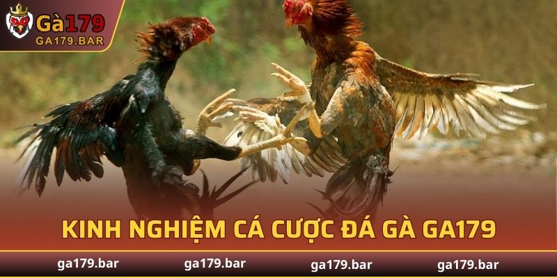 Chia sẻ kinh nghiệm cá cược đá gà GA179 hiệu quả