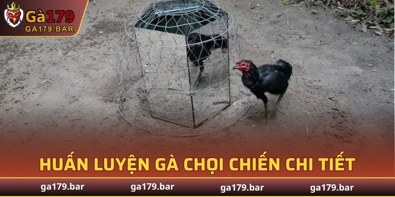 Chương trình huấn luyện gà chọi chiến chi tiết