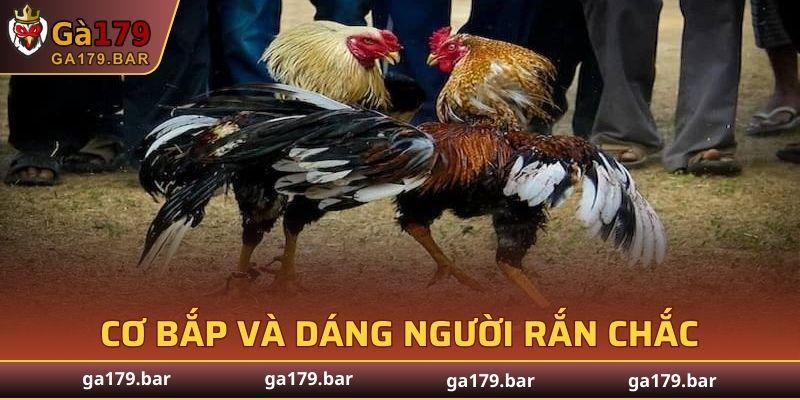 Cơ thể của linh kê luôn được chú trọng bởi sự phát triển mạnh mẽ