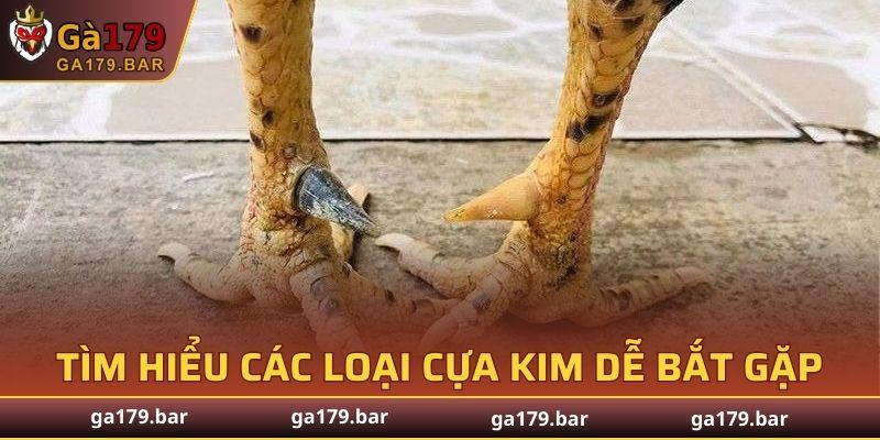 Cựa kim có thiết kế đơn giản nhưng lại sở hữu sức sát thương đáng gờm