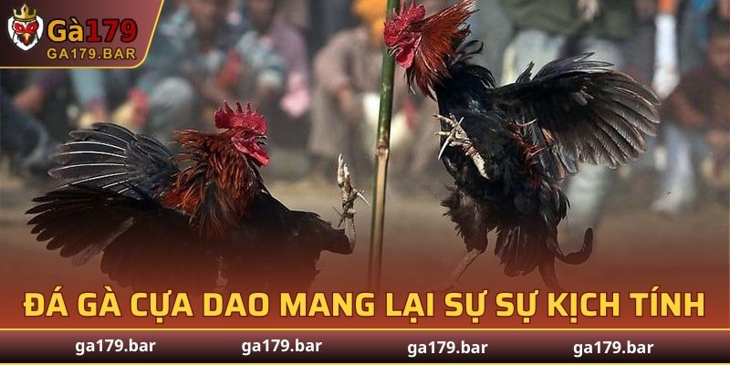 Đá gà cựa dao mang lại sự sự kịch tính