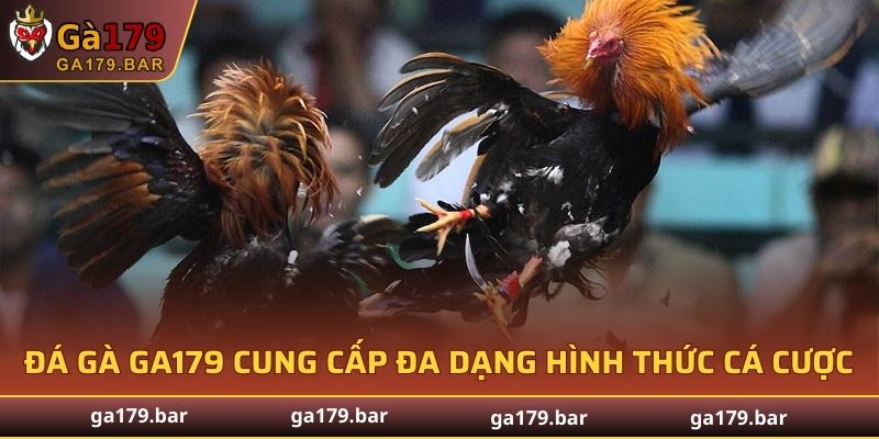Đá gà GA179 cung cấp đa dạng hình thức cá cược