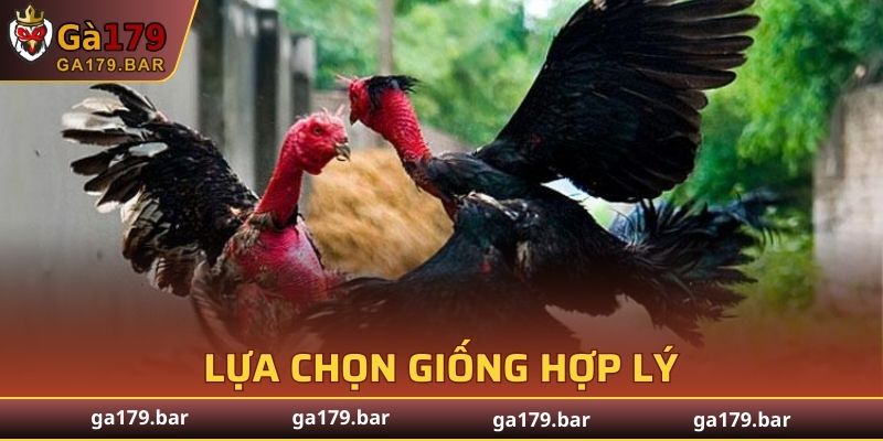Đảm bảo giống gà tốt
