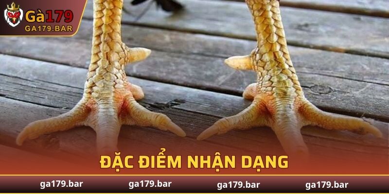 Điểm nhận dạng gà có vảy độc biên