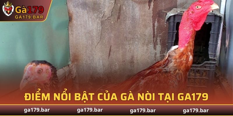 Điểm nổi bật của gà nòi tại GA179