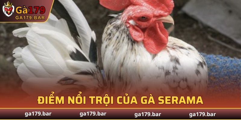 Điểm nổi trội của gà Serama