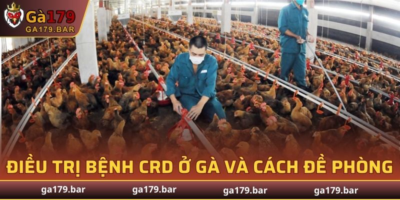 Điều trị bệnh CRD ở gà và cách đề phòng