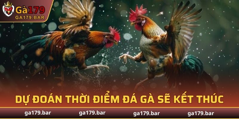 Dự đoán thời điểm đá gà sẽ kết thúc