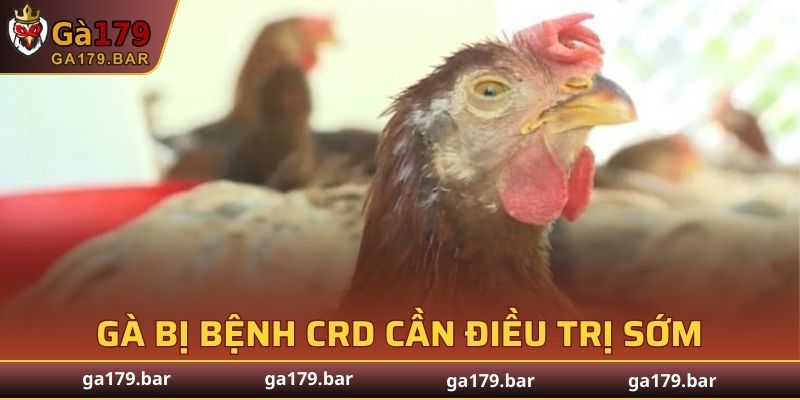 Gà bị bệnh CRD cần điều trị sớm