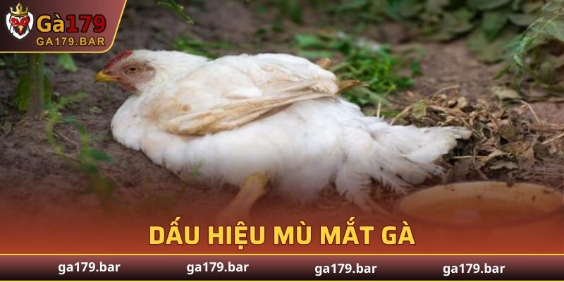 Gà nhiễm gây mù