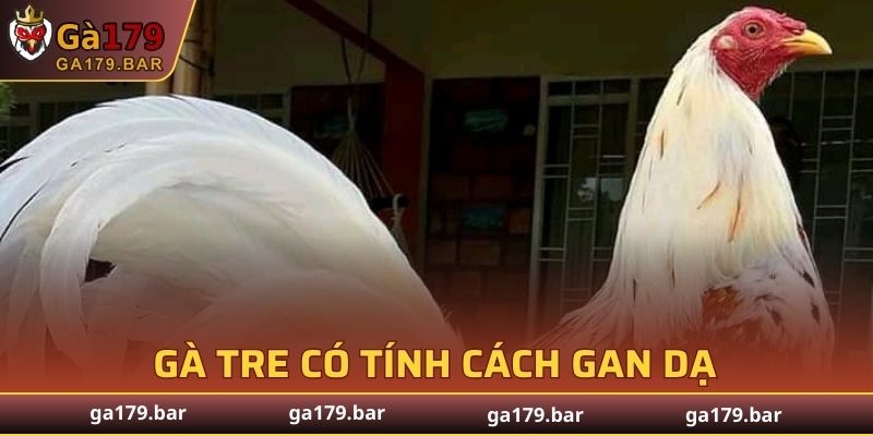 Gà Tre có tính cách gan dạ