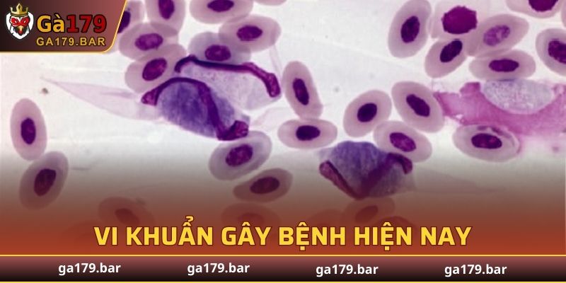 Gây nên bởi vi khuẩn bệnh ký sinh