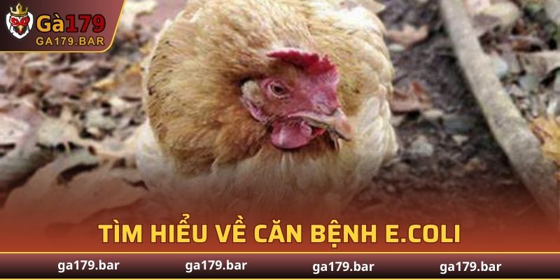 Giải mã thông tin về bệnh E.coli ở gà