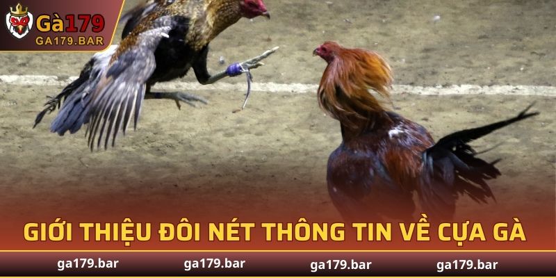 Giới thiệu đôi nét thông tin về cựa gà