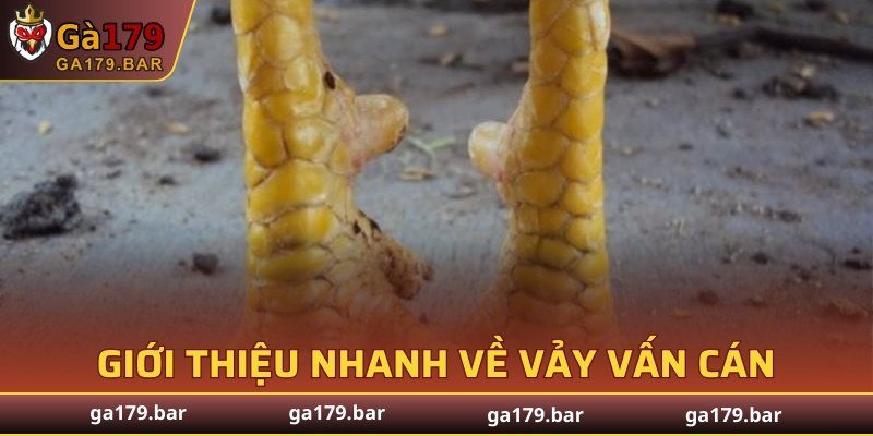 Giới thiệu nhanh về vảy vấn cán