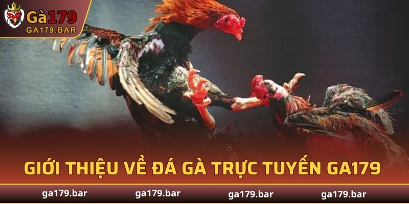 Giới thiệu về đá gà trực tuyến GA179