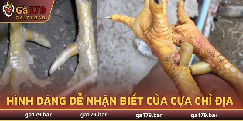 Hình dáng dễ nhận biết của cựa chỉ địa
