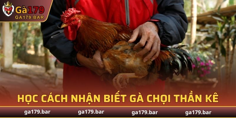 Học cách nhận biết gà chọi thần kê để không bỏ phí cơ hội