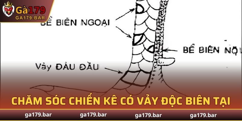 Hướng dẫn chăm sóc giống gà sở hữu vảy đặc biệt