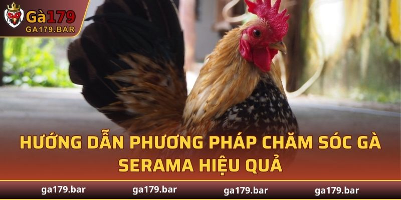 Hướng dẫn phương pháp chăm sóc gà Serama hiệu quả