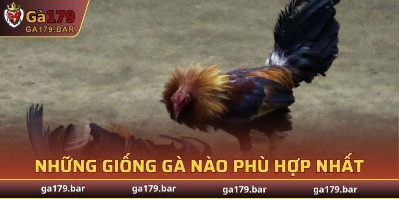 Không phải giống gà nào cũng có thể phát huy tối đa sức mạnh