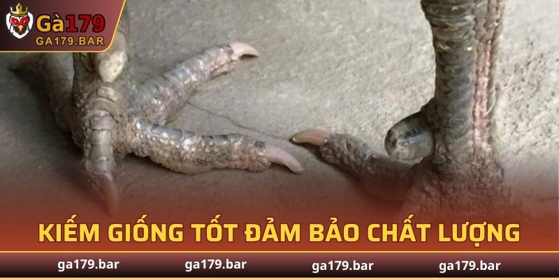 Kiếm giống tốt đảm bảo chất lượng