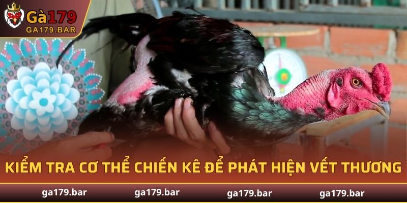 Kiểm tra toàn bộ cơ thể chiến kê để phát hiện vết thương