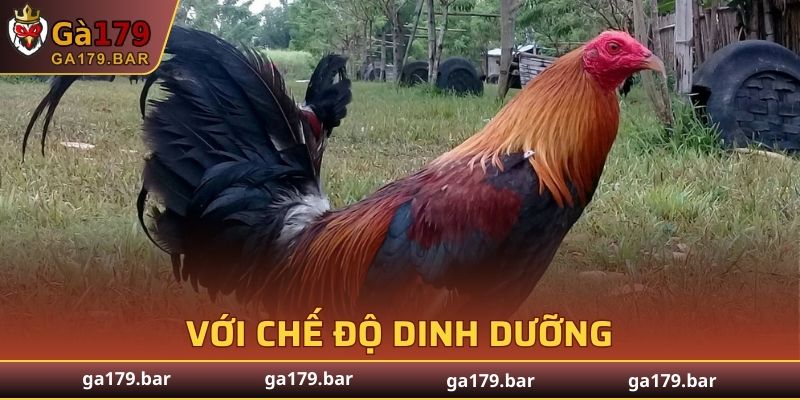 Kỹ thuật nuôi gà chọi chiến với chế độ dinh dưỡng