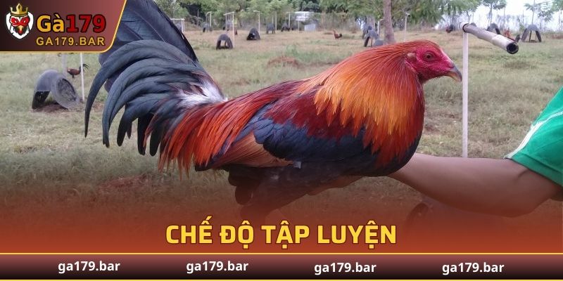 Kỹ thuật nuôi gà chọi chiến với chế độ tập luyện