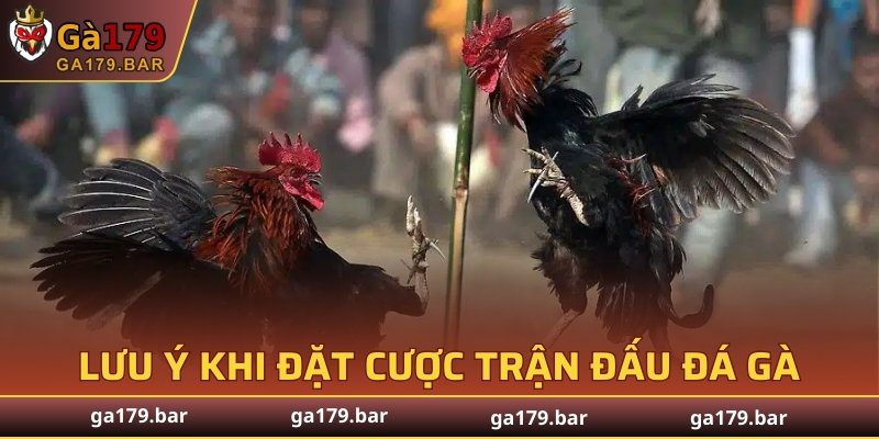 Lưu ý khi đặt cược trận đấu đá gà