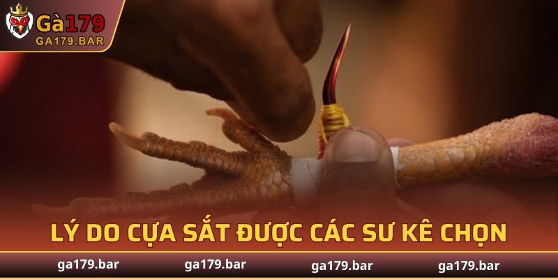 Lý do cựa sắt được các sư kê chọn