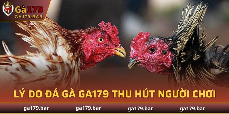 Lý do đá gà cựa sắt GA179 lại thu hút người chơi